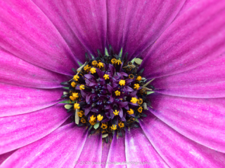 Dean Salman Macro Photography