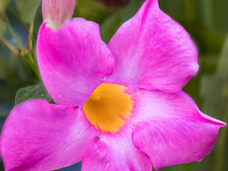 Dean Salman Flower Photography