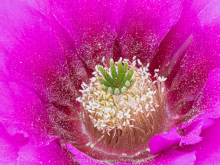 Dean Salman Macro Photography