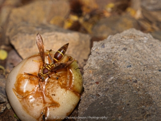 Dean Salman Wasp Photography