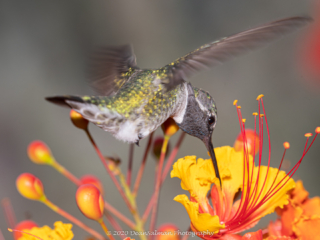 Dean Salman Hummingbird Photography