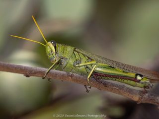 Dean Salman Insects Photography
