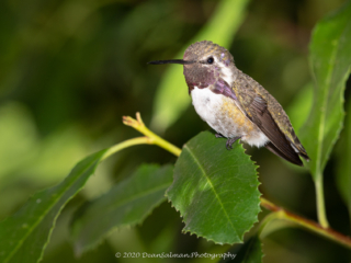 Dean Salman Hummingbird Photography