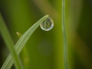 Dean Salman Macro Photography