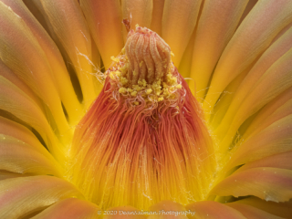 Dean Salman Macro Photography