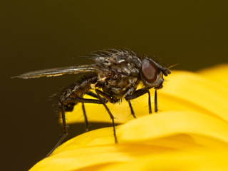 Dean Salman Insects Photography