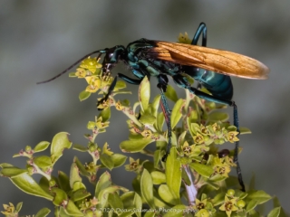 Dean Salman Wasp Photography