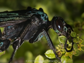 Dean Salman Wasp Photography