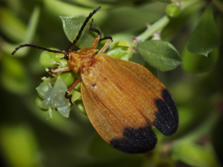 Dean Salman Insects Photography