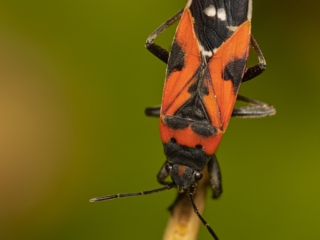 Dean Salman Beatle Photography