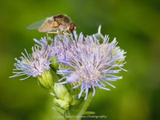 Dean Salman Insects Photography