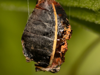 Dean Salman Macro Photography