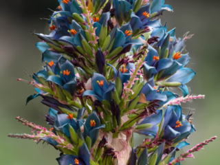 Puya Alpestris