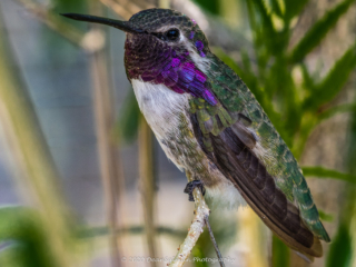Dean Salman Hummingbird Photography