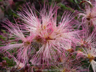 Dean Salman Flower Photography