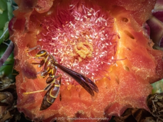 Dean Salman Wasp Photography