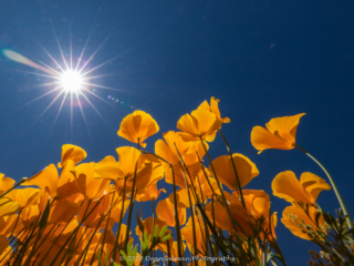 Dean Salman Flower Photography