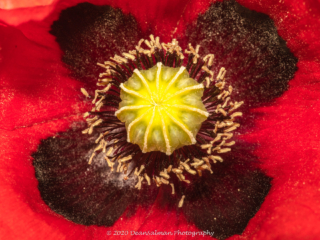 Dean Salman Macro Photography