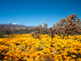 Dean Salman Flower Photography