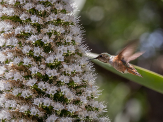 Dean Salman Hummingbird Photography