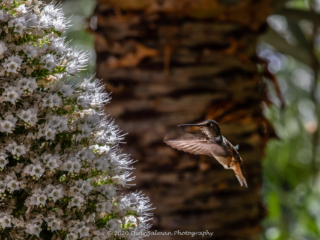 Dean Salman Hummingbird Photography