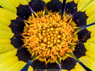 Dean Salman Macro Photography