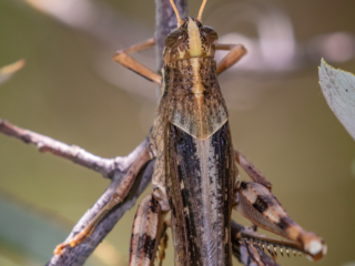 Dean Salman Insects Photography