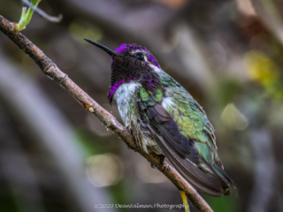 Dean Salman Hummingbird Photography