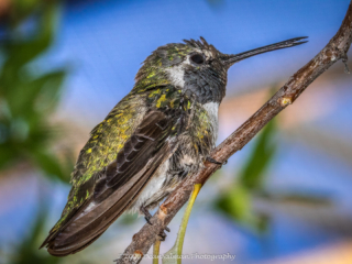 Dean Salman Hummingbird Photography
