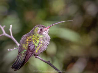 Dean Salman Hummingbird Photography