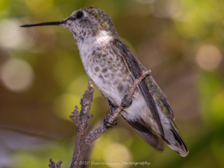 Dean Salman Hummingbird Photography