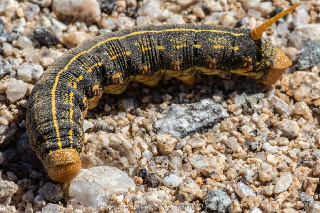 Other Ground Insects Photography Dean Salman Photography