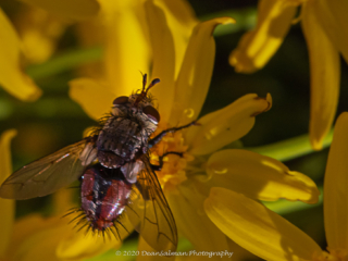 Dean Salman Insects Photography