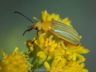 Dean Salman Beatle Photography