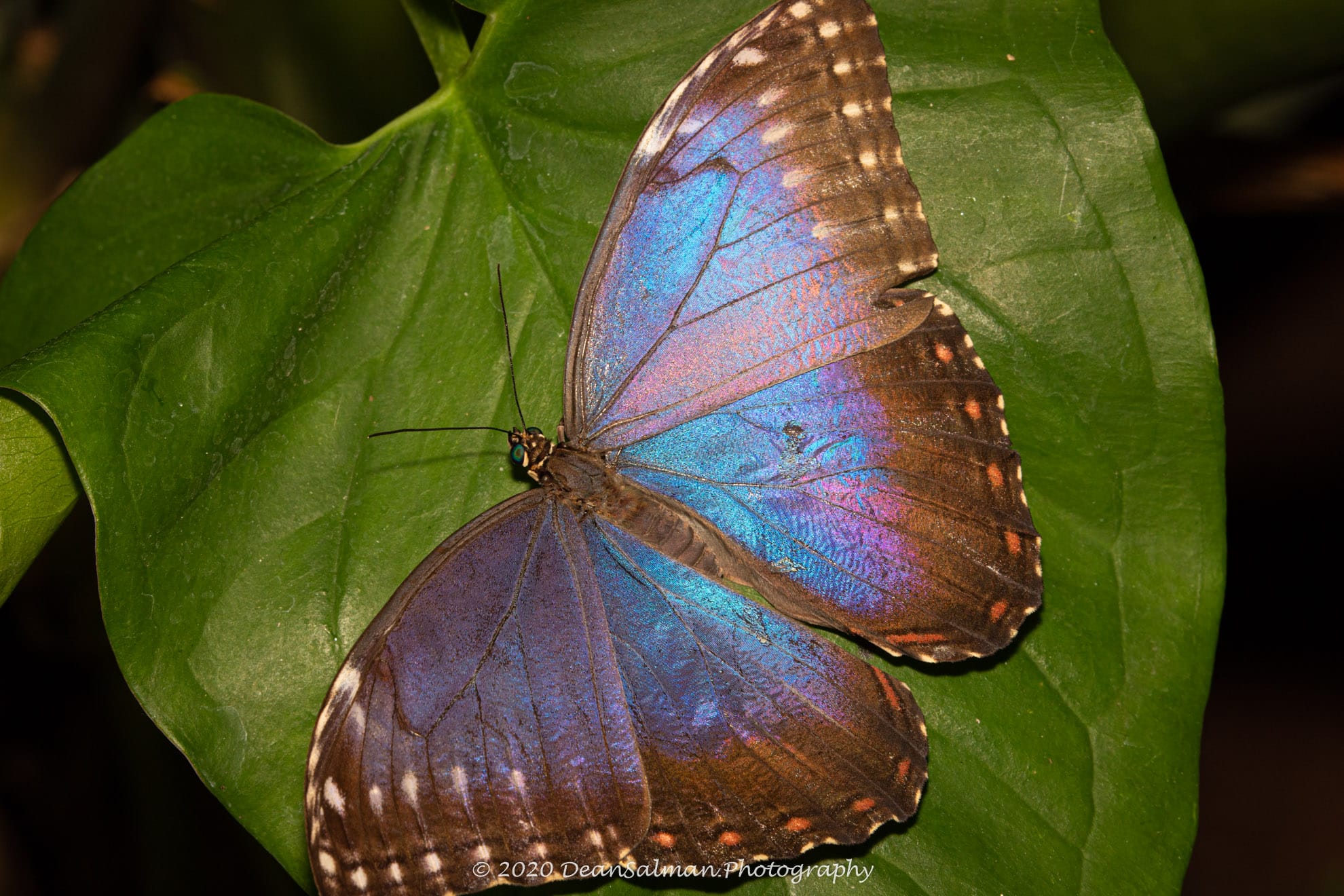 Dean Salman Butterfly Photography