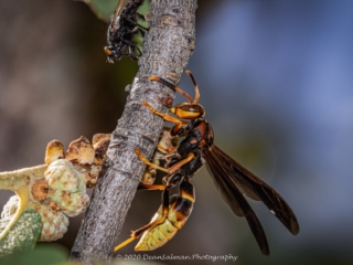 Dean Salman Wasp Photography