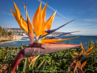 Dean Salman Flower Photography
