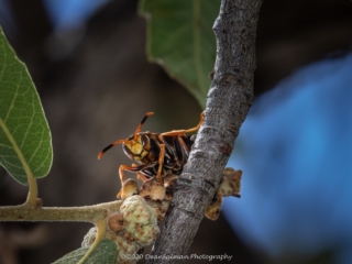 Dean Salman Wasp Photography
