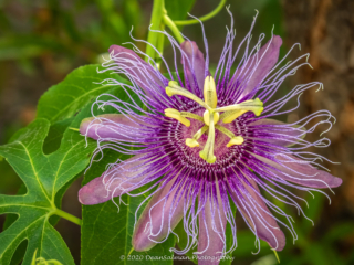 Dean Salman Flower Photography