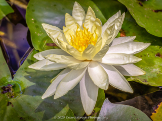 Dean Salman Flower Photography
