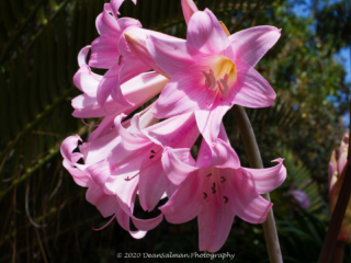 Dean Salman Flower Photography