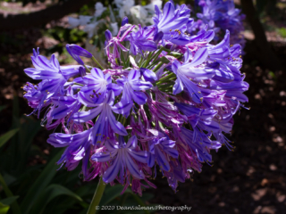 Dean Salman Flower Photography