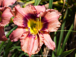Dean Salman Flower Photography