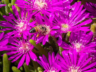 Dean Salman Flower Photography