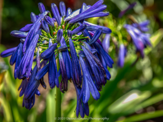 Dean Salman Flower Photography