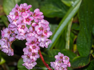 Dean Salman Flower Photography
