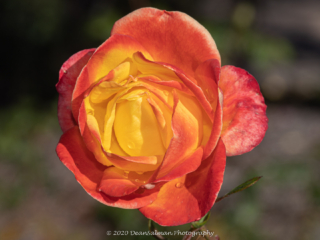 Dean Salman Flower Photography