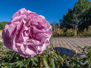 Dean Salman Flower Photography