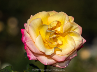 Dean Salman Flower Photography