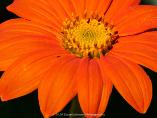 Dean Salman Macro Photography